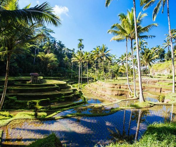 rice-fields-near-ubud-bali-indonesia-small.jpg